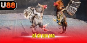 Đá Gà Cựa Dao - Trực Tiếp Giải Đấu Kịch Tính, Sôi Động 2025