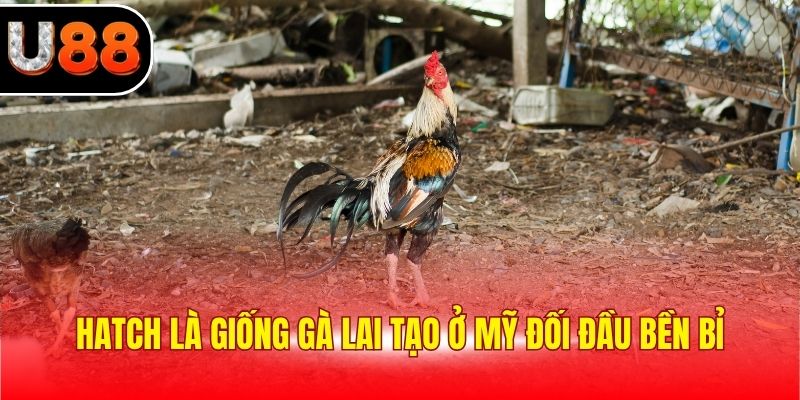 Hatch là giống gà lai tạo ở Mỹ đối đầu bền bỉ